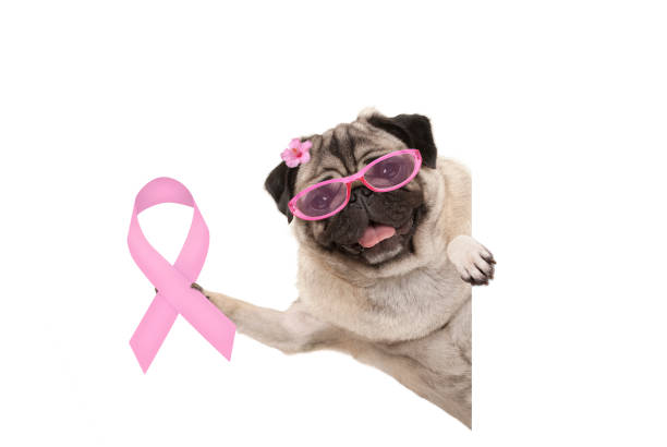 smiling pug puppy dog holding up pink ribbon symbol smiling pug puppy dog holding up pink ribbon symbol, isolated on white background beast cancer awareness month stock pictures, royalty-free photos & images
