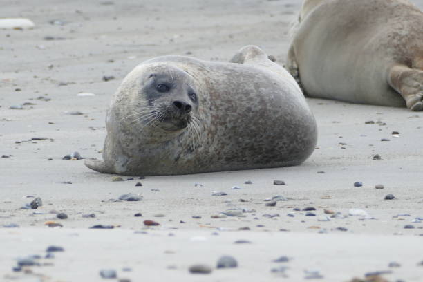 istock Gray seals lying at the beach - Helgoland 861394966