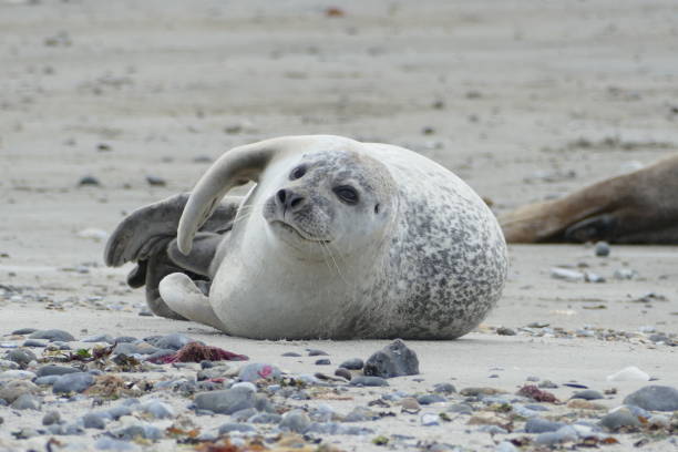 istock Gray seals lying at the beach - Helgoland 861395136