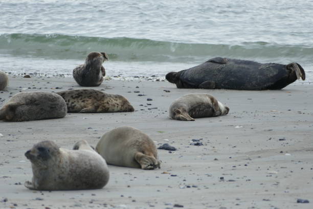 istock Gray seals lying at the beach - Helgoland 861395258