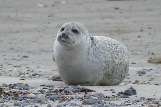 istock Gray seals lying at the beach - Helgoland 861395472