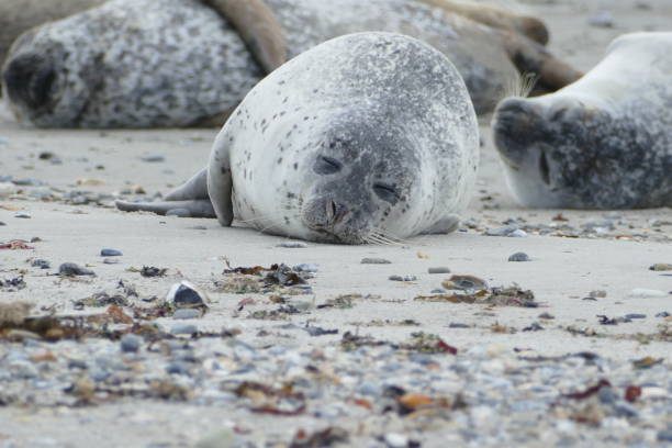 istock Gray seals lying at the beach - Helgoland 861397578
