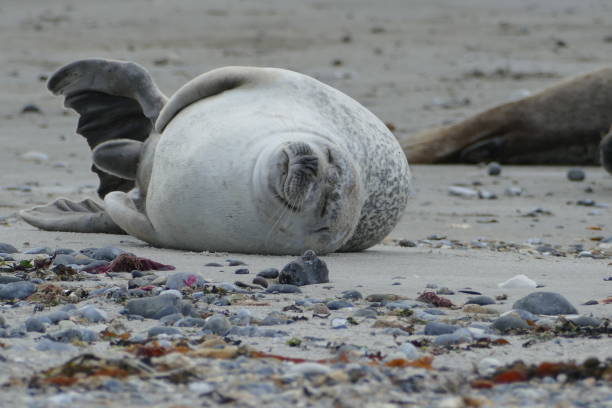 istock Gray seals lying at the beach - Helgoland 861397652