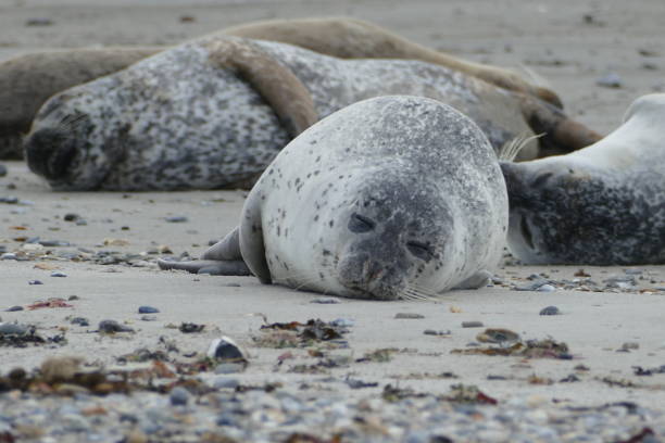 istock Gray seals lying at the beach - Helgoland 861397934