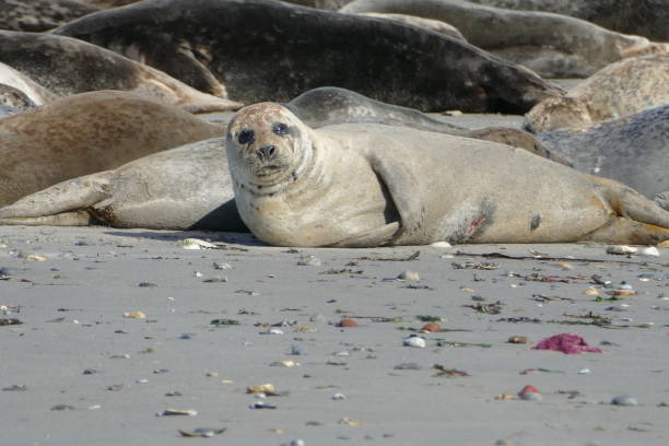 istock Gray seals lying at the beach - Helgoland 861398042