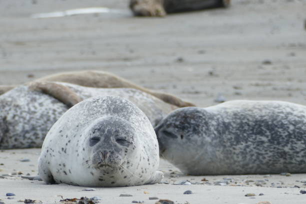 istock Gray seals lying at the beach - Helgoland 861398082