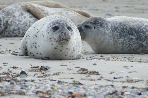istock Gray seals lying at the beach - Helgoland 861398378
