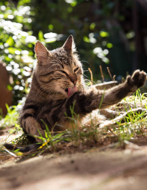 istock Cat streching out her leg in the yard 861399124