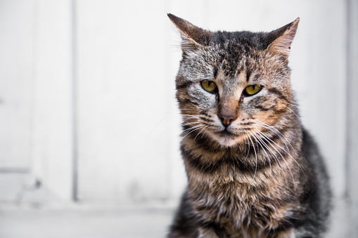 Beautiful stripped cat chilling out in front of the door looking curious and relaxed.