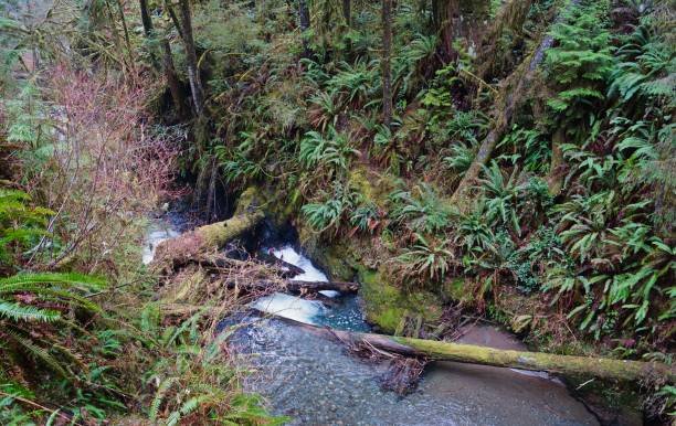 istock Quinault Rainforest Ferns 861404728