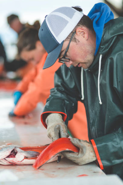 istock Cleaning freshly caught salmon 861404758