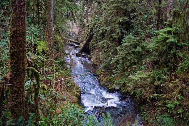 istock Quinault Rainforest Water 861404788