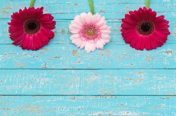 istock Gerbera daisy flowers over wooden background 861404828