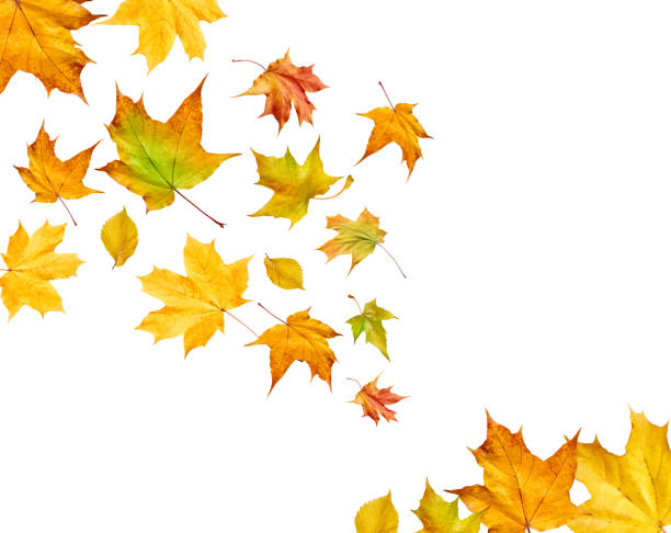 istock Falling leaves isolated on white background. Autumn background. 861405568
