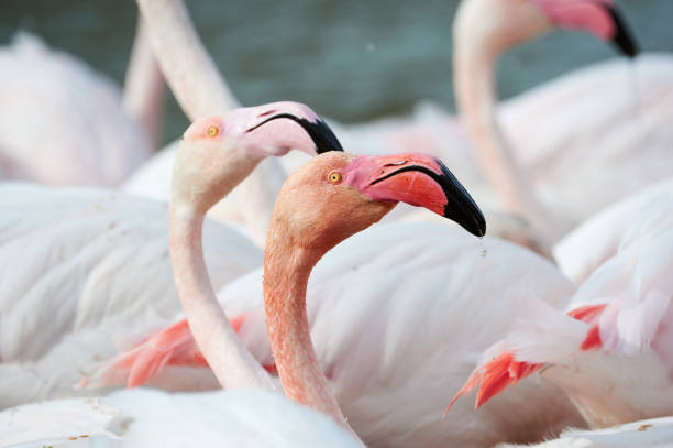 istock Portrait of flamingo 861408844