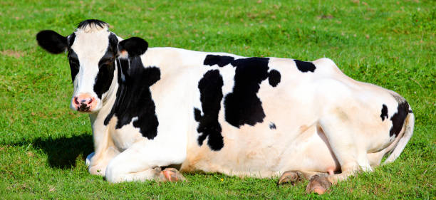 istock Black and white cow lying down on the grass 861409094