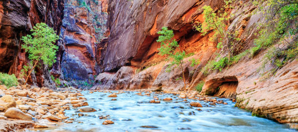 Shallow rapids of the famous Virgin River Shallow rapids of the famous Virgin River Narrows in Zion National Park - Utah virgin river stock pictures, royalty-free photos & images