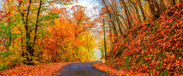 istock sunny day in autumn 861409688