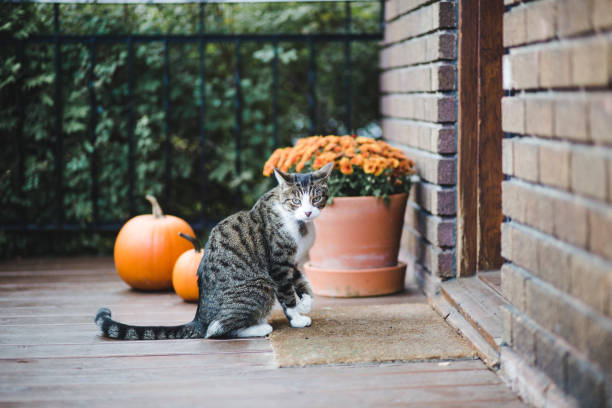 tabby cat on a porch - halloween color image horizontal side view imagens e fotografias de stock