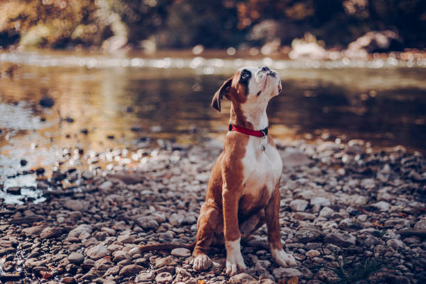 Boxer ready to rumble Boxer ready to rumble boxer dog stock pictures, royalty-free photos & images