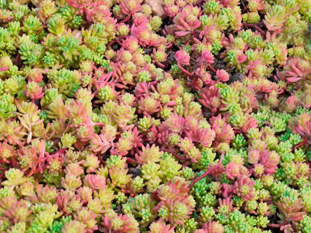 Photo of A close-up of a flower-bed of pink and green Spanish stonecrop, Sedum hispanicum, gleaming in the morning sunlight.