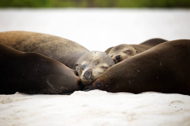 Sea lion sleeping on a bench, Isabela Island