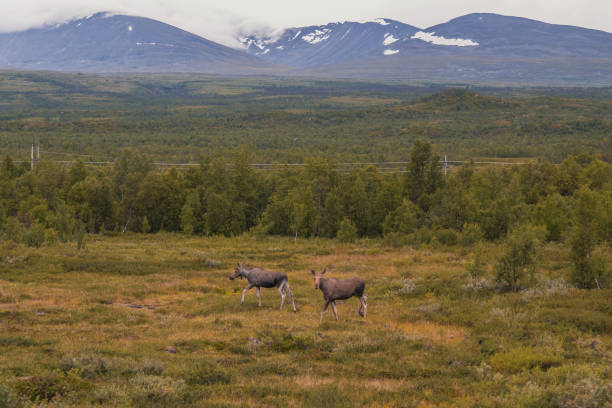 two moose - alberta canada animal autumn - fotografias e filmes do acervo