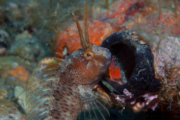 istock a small fish comes out on the rock 861424654