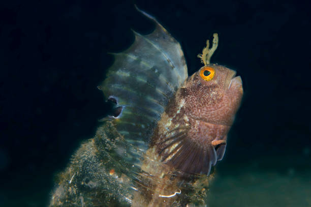 istock a small fish comes out on the glass 861424762