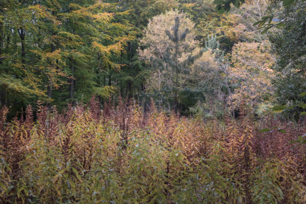 istock Autumn woodland scene 861424896