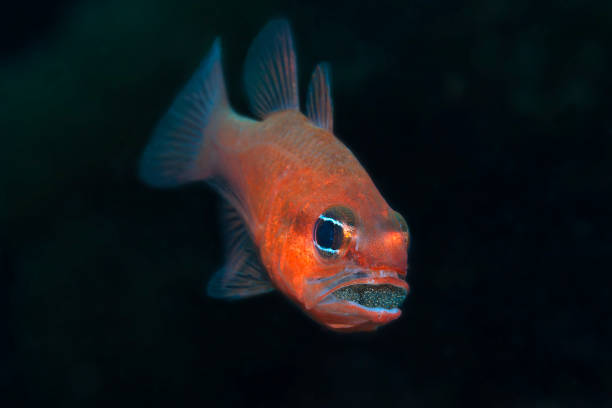 istock Apogon with eggs in the mouth 861427164