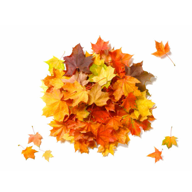 istock Isolated autumn leaves 861427360
