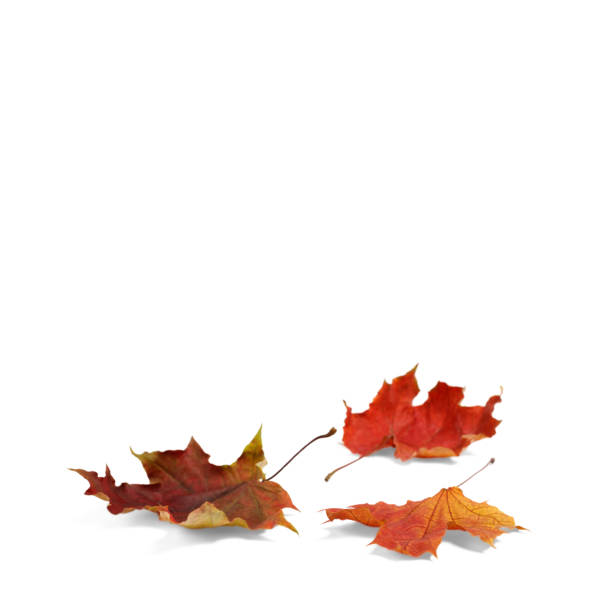 istock Isolated autumn leaves 861427398