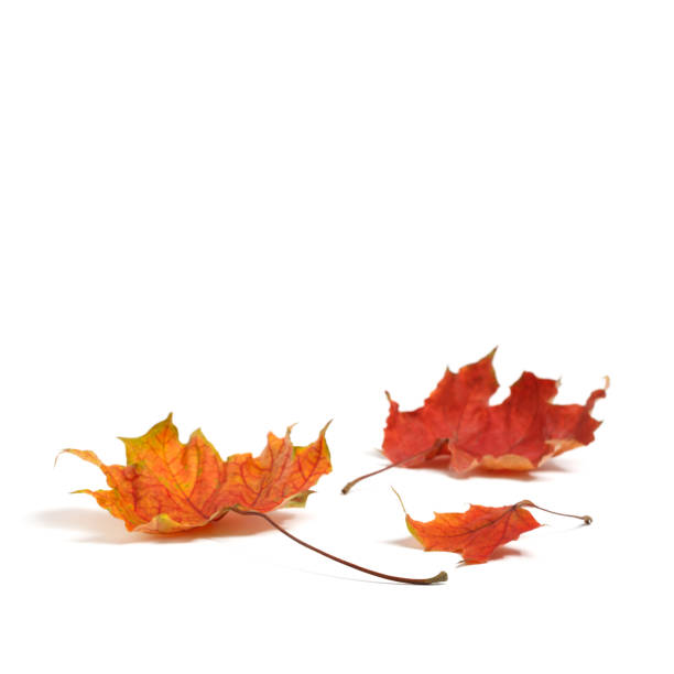 istock Isolated autumn leaves 861427528
