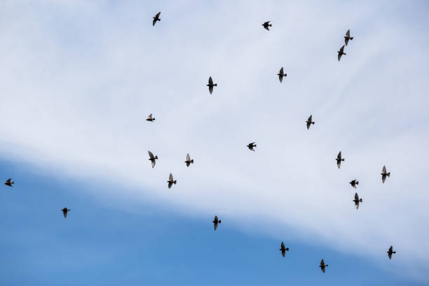 istock A murmuration in a flock of small brown birds against a blue clouded sky 861432530