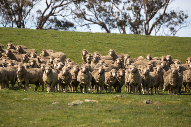 istock A flock of sheep all look in one direction on a green grassy hill 861432784