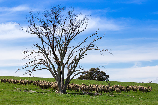 A flock of sheep stand at attention on a beautiful green grass paddock in early spring