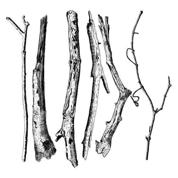 木の枝、森コレクション、自然木の枝、棒、手描き流木の森ピックアップ バンドル図面詳細で正確なインクのセットです。素朴なデザインは、古典的な要素を描画します。ベクトル。 - stick wood isolated tree点のイラスト素材／クリップアート素材／マンガ素材／アイコン素材