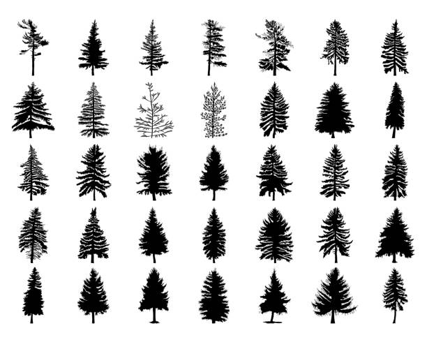 illustrations, cliparts, dessins animés et icônes de vecteur défini silhouette de pins canadiennes différentes. silhouettes d’arbre conifère sur fond blanc collection. offre groupée d’arbres. - tree cypress tree vector silhouette