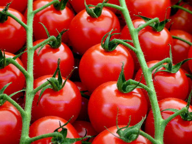 stringa di pomodoro grande - heirloom tomato homegrown produce tomato organic foto e immagini stock