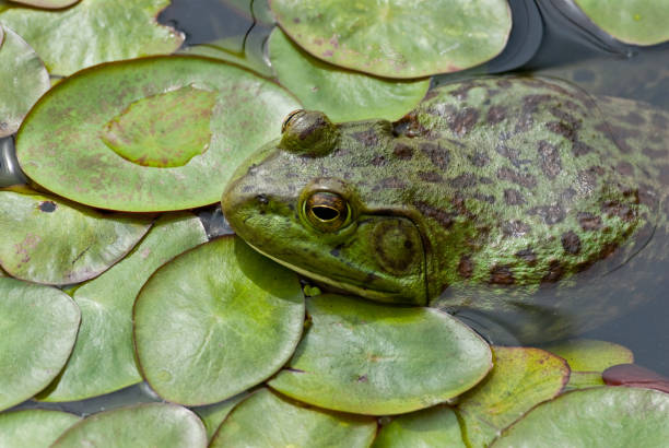A northern leopard frog (Lithobates pipiens) is partially submerged in a calm pond, blending seamlessly with the surrounding green and yellow lily pads (Nymphaeaceae). The clear water reflects the sky while submerged plant stems add depth to the scene. Some of the floating leaves have tinges of autumn colors, creating a natural contrast. The frog's patterned skin and poised stance highlight its natural camouflage.