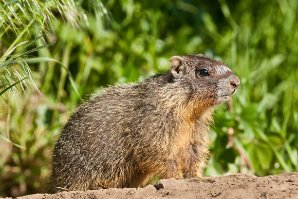 istock Yellow Bellied Marmot 861460192