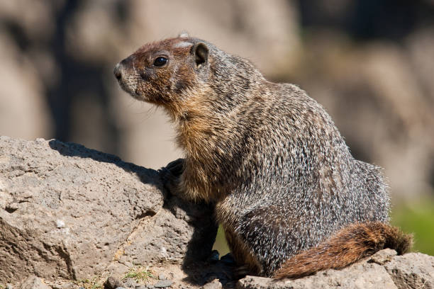 istock Yellow Bellied Marmot 861460226