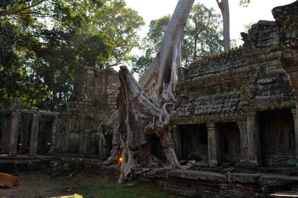 istock The temple ruins, trees, and its root attached to its wall in Angkor Wat, Cambodia 861460336