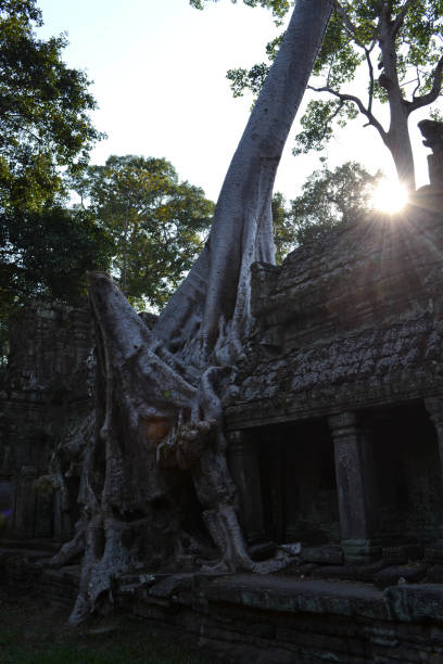 istock The temple ruins, trees, and its root attached to its wall in Angkor Wat, Cambodia 861460348