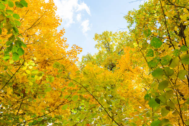 istock Look up in the autumn forest. Beautiful background. 861463484
