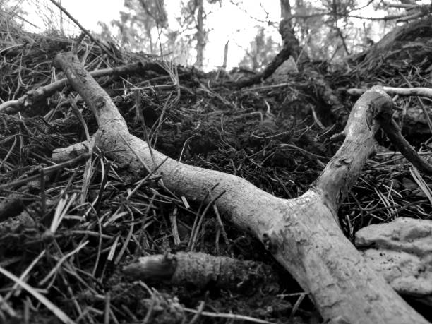 istock Downed branch in the woods in black and white 861468148