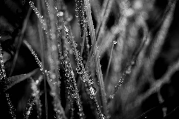 istock Dew drops on grass in the morning 861471242