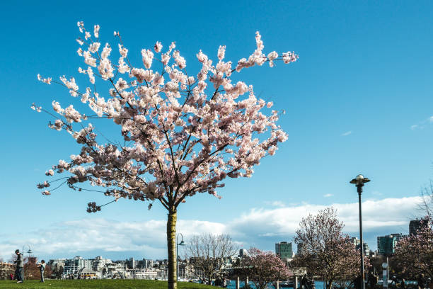 istock Cherry Trees at Downtown Vancouver, BC, Canada 861474486