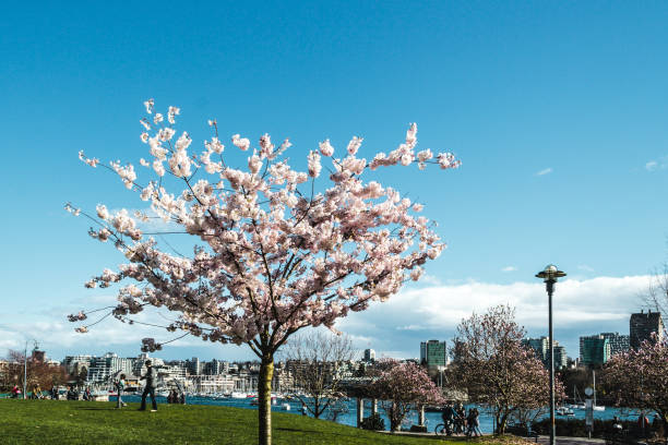 Cherry Trees at Downtown Vancouver, BC, Canada Photos of Cherry Trees at Downtown Vancouver, BC, Canada park leaf flower head saturated color stock pictures, royalty-free photos & images